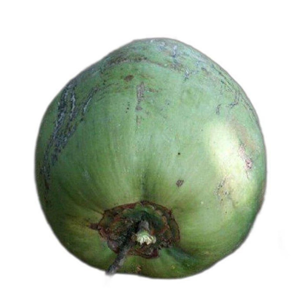 B Grade Solid Organic Green Coconut, Coconut Size: Medium