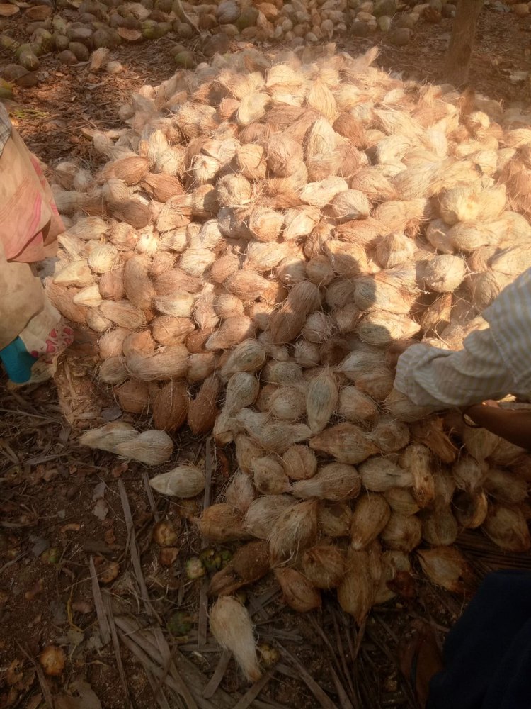 Solid Organic Husked Coconut, Packaging Size: 25 kg