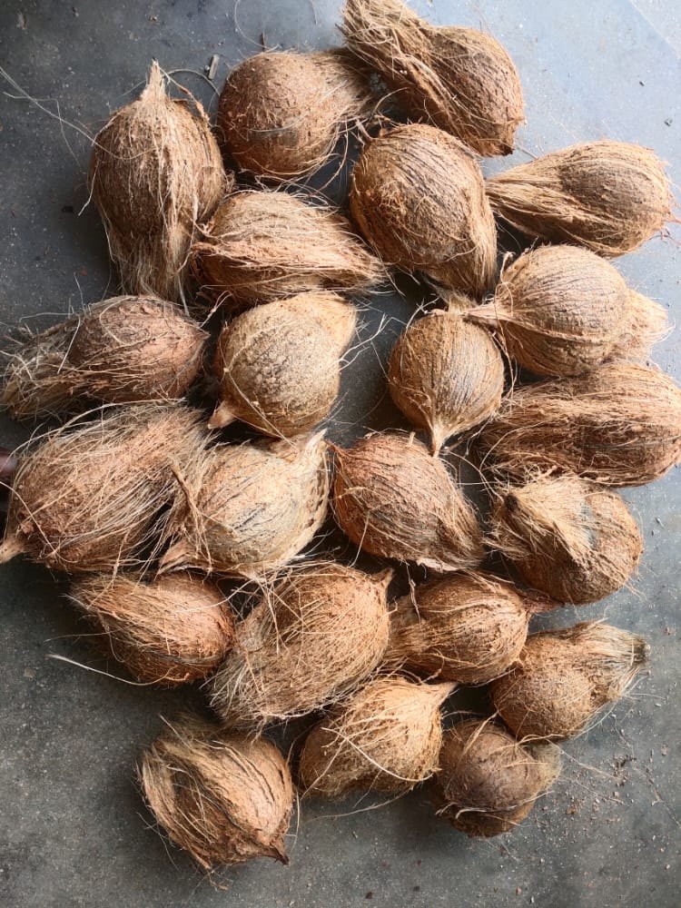 A Grade Solid Coconut, Packaging Size: 20 Kg, Coconut Size: Large