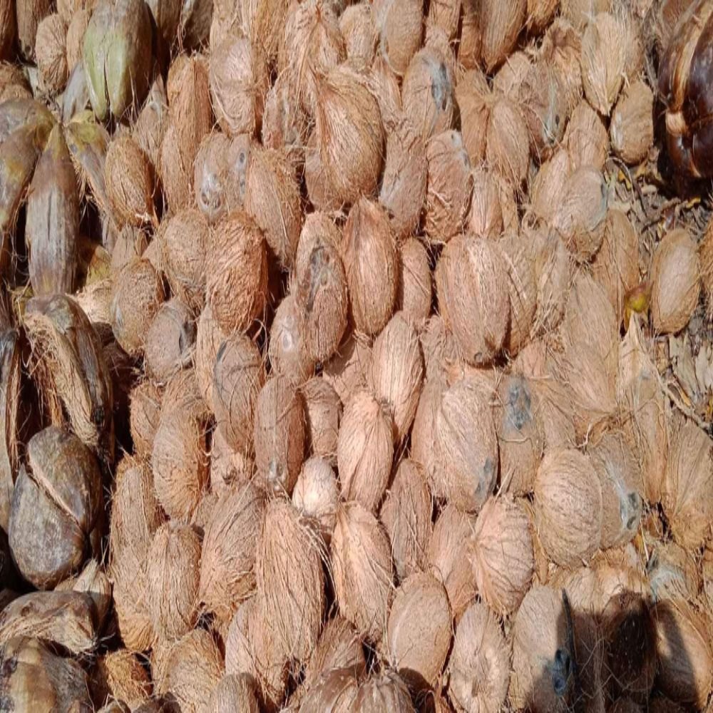 A Grade Whole Pollachi Nature Fresh Coconut, Packaging Size: 50 Kg, Coconut Size: Medium