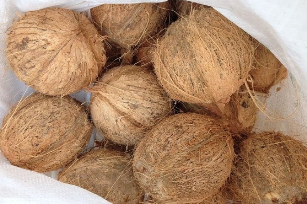 B Grade Solid Organic Husked Coconut, Coconut Size: Medium