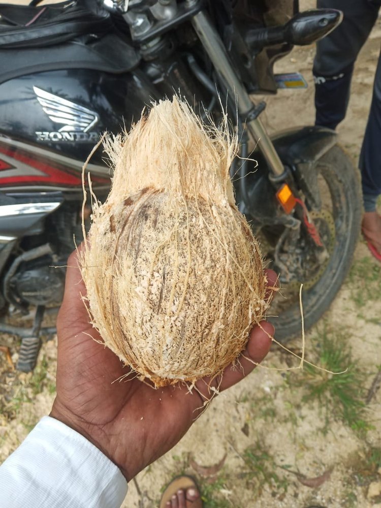 A Grade Solid Semi Husked Coconut, Packaging Size: 50 Kg, Coconut Size: Large