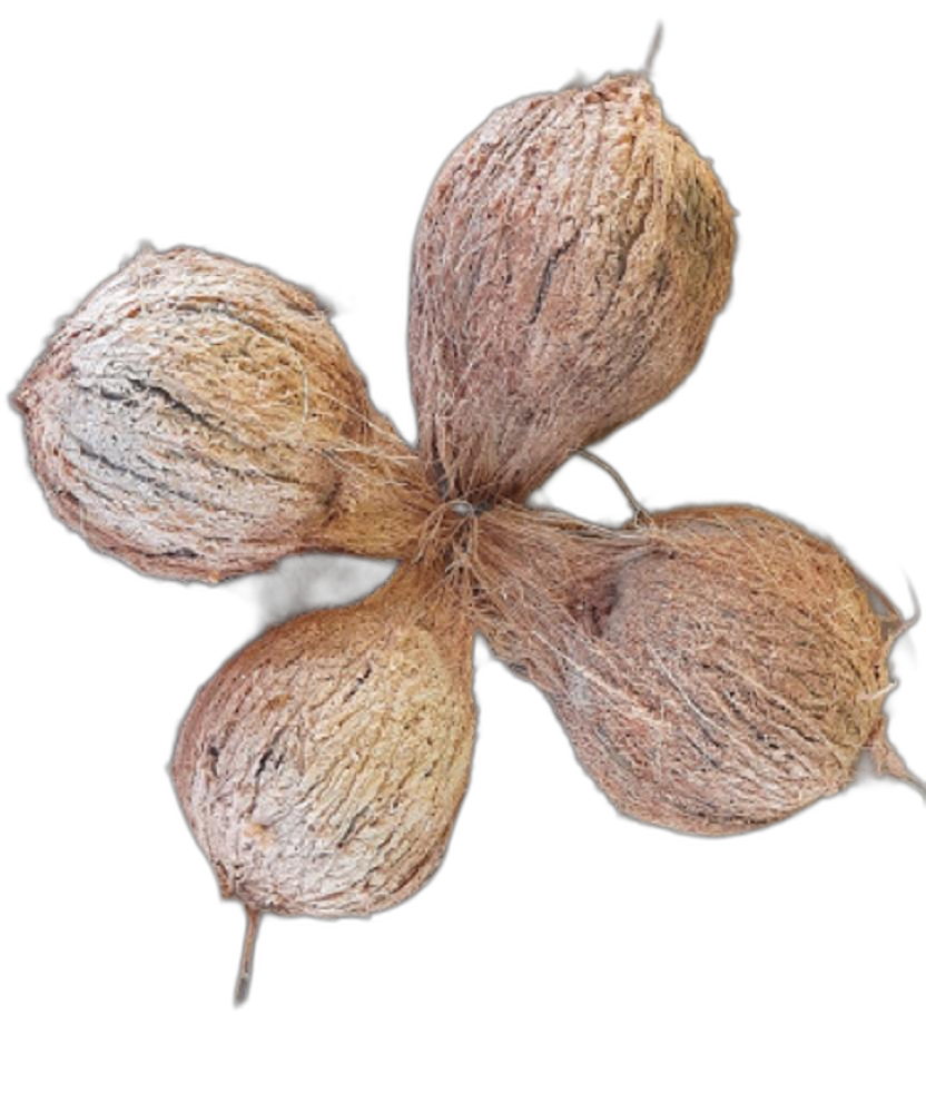 A Grade Pollachi Organic Dehusked Coconut, Coconut Size: Medium