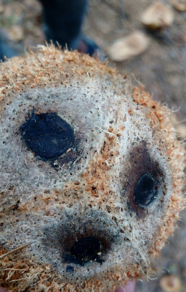 A Grade Dehusked Coconut