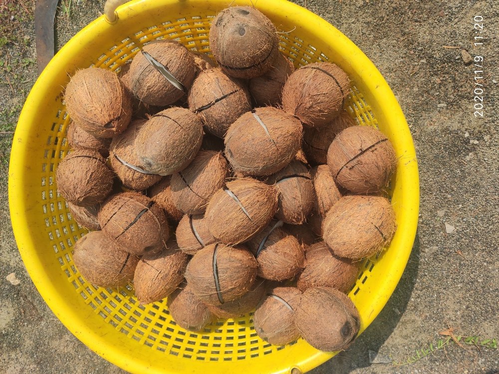 A Grade Solid Fresh Malabar de-husked Coconuts, Packaging Size: 25 Kg., Coconut Size: Medium