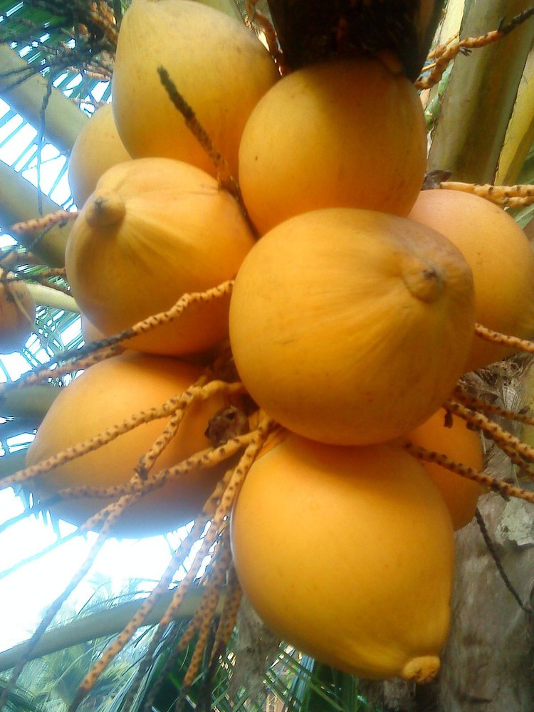 Pollachi Yellow Coconut, Packaging Size: 13 kg