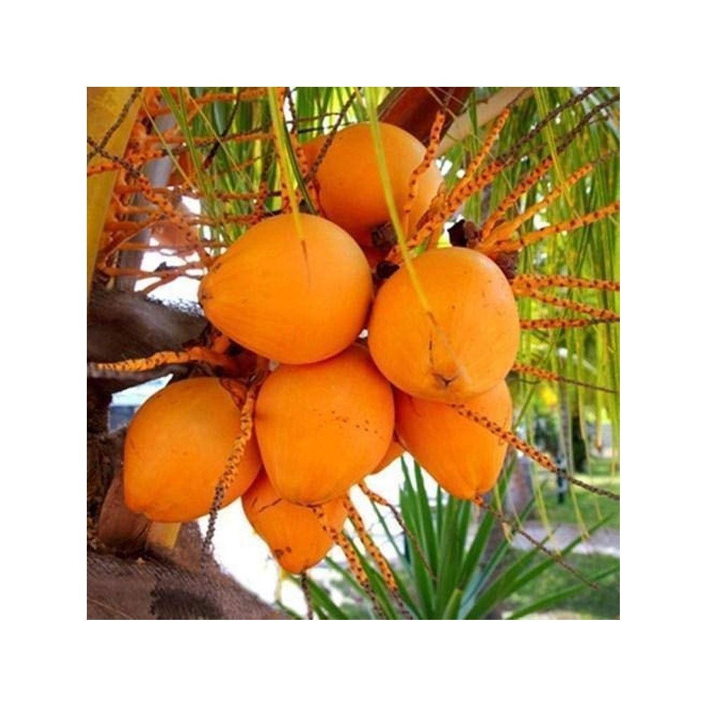 A Grade Fresh Yellow Coconut, Packaging Size: 50 Kg, Coconut Size: Medium