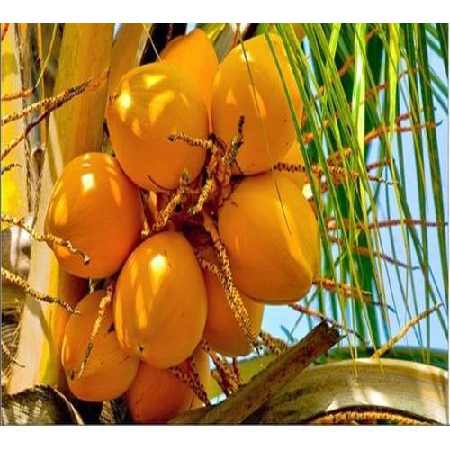 Yellow Coconut