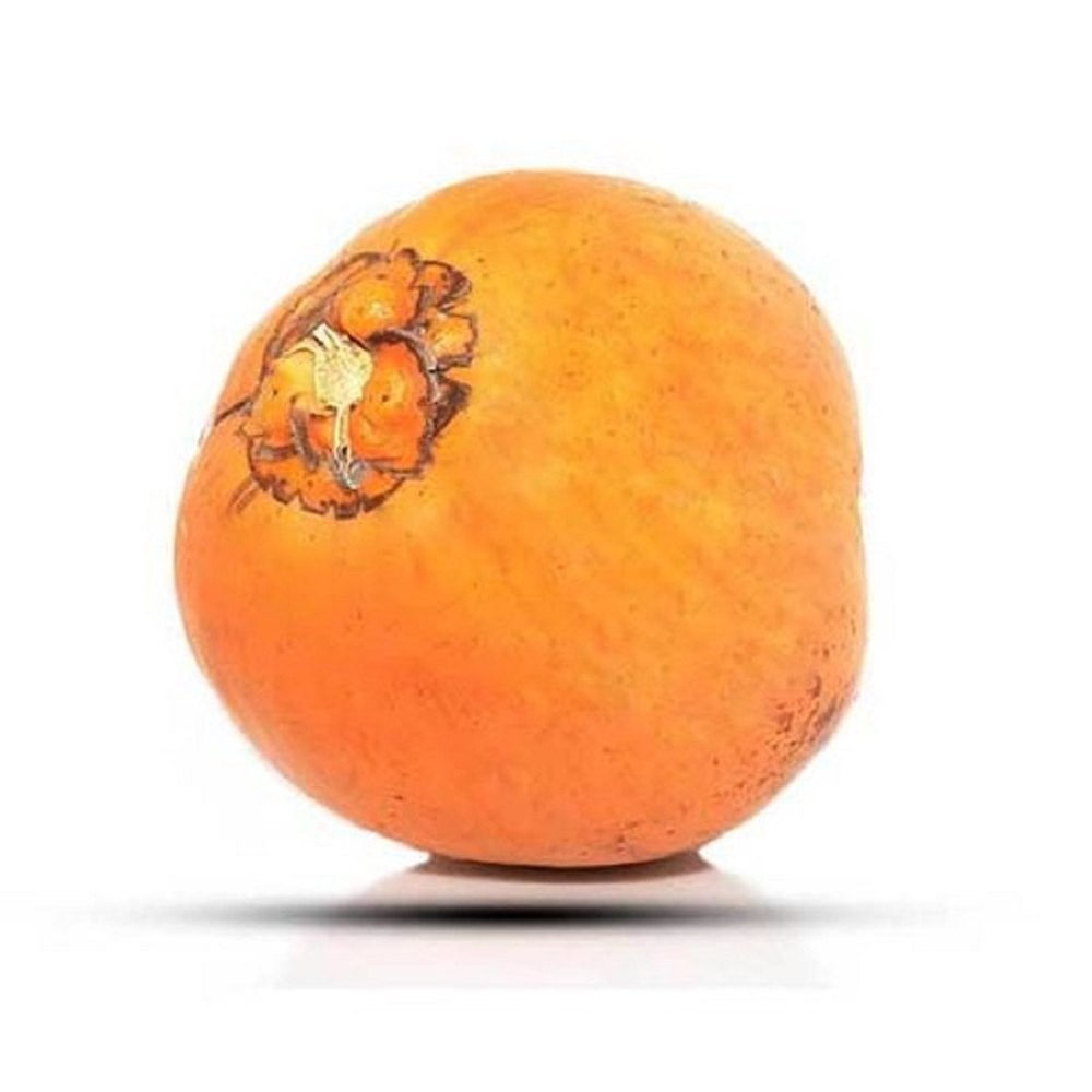 A Grade Solid Organic Yellow Coconut, Coconut Size: Medium