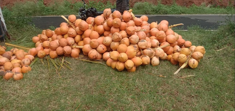 A Grade Whole Fresh Yellow Coconut, Coconut Size: Large