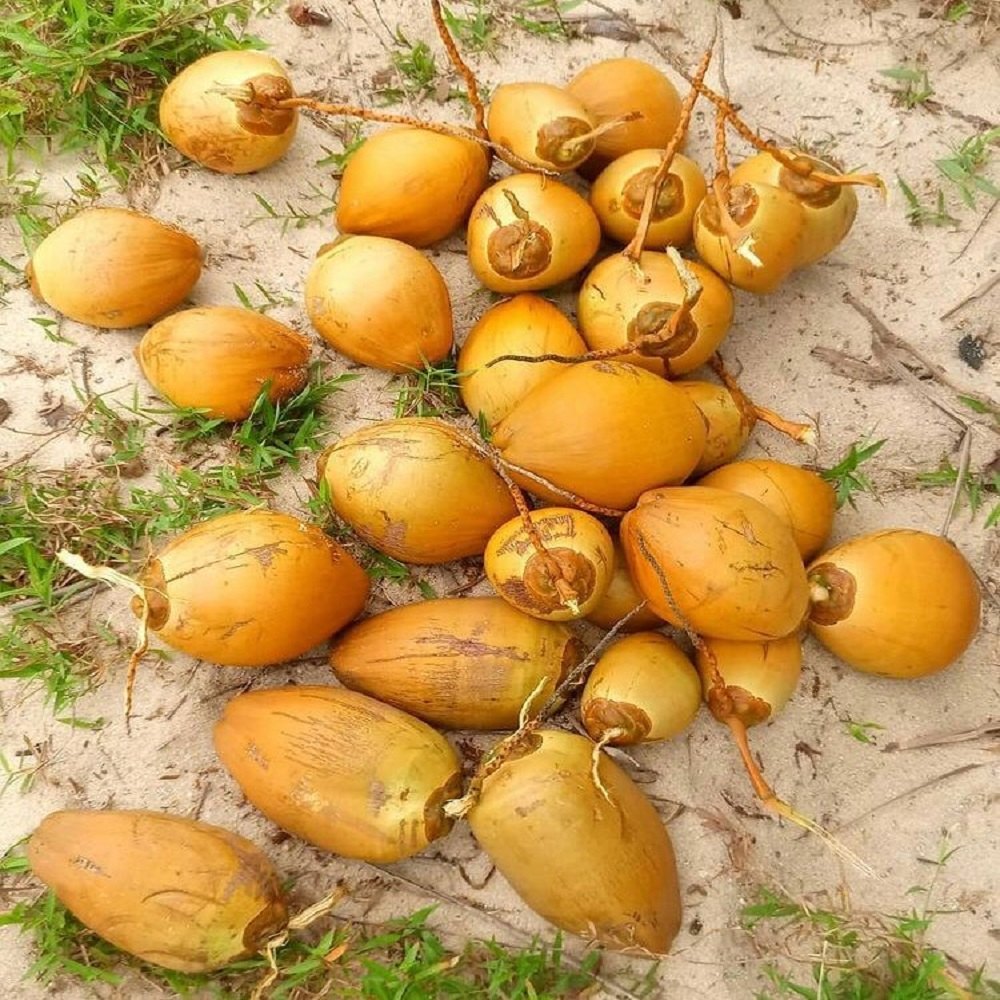 A Grade Pollachi Organic Yellow Coconut, Coconut Size: Large