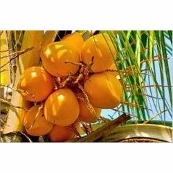 Yellow Coconut