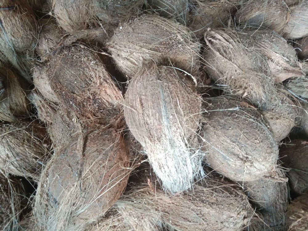 A Grade Pollachi Semi Husked Mature Coconut, Packaging Size: 13-13.5kg export packing, Coconut Size: Large