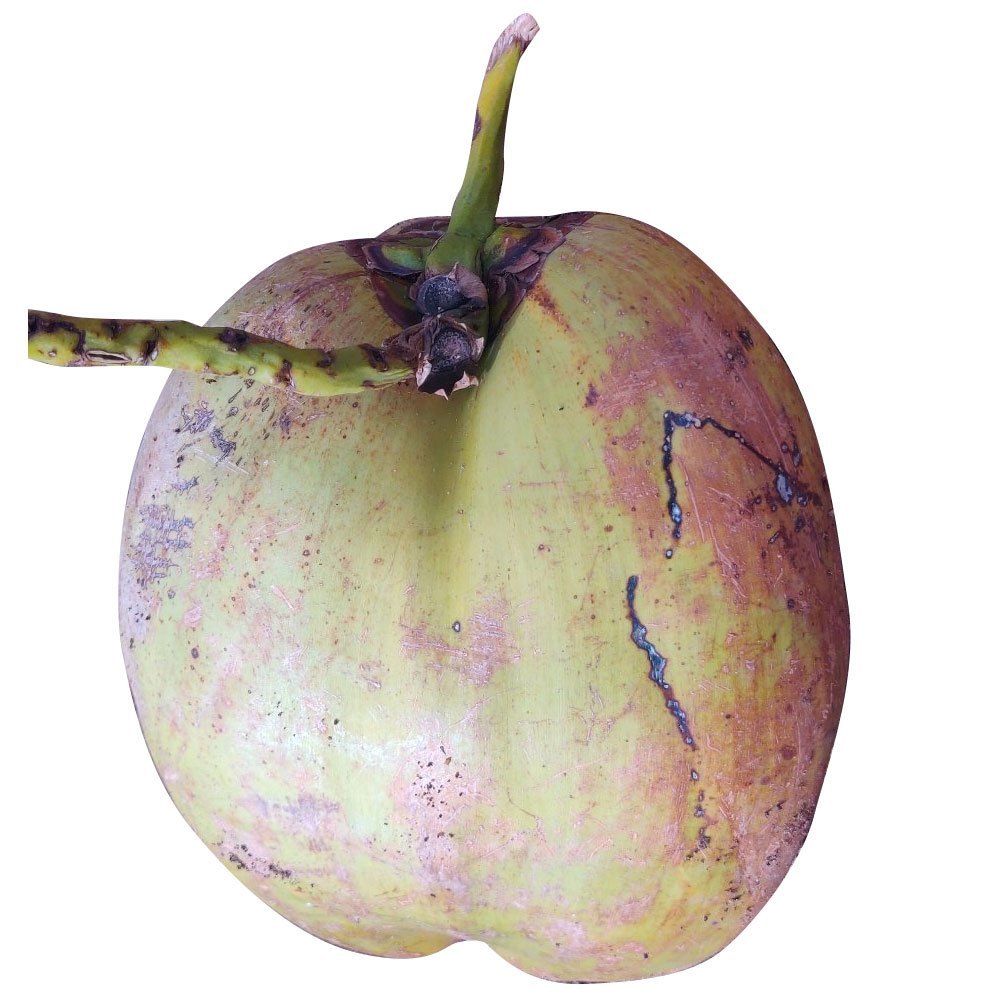 A Grade Solid Husked Mature Coconut, Coconut Size: Medium