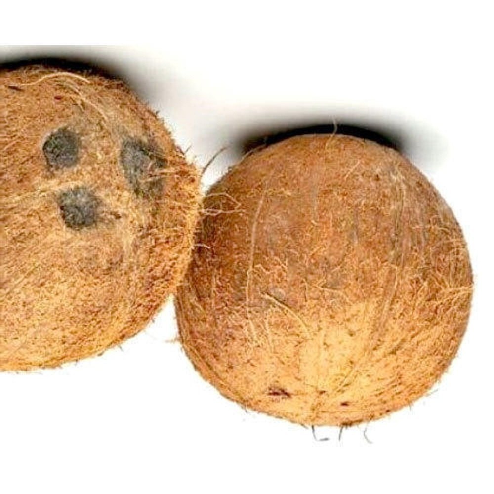 A Grade Solid Fresh Mature Coconut, Packaging Size: 50 Kg, Coconut Size: Medium