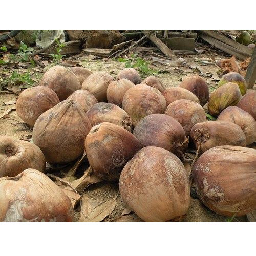A Grade Solid Fresh Husked Mature Coconut, Karnataka