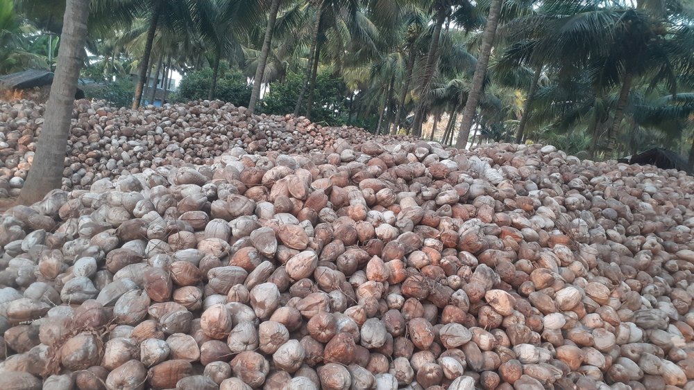A Grade Solid Mature Coconut, Packaging Size: Loose Loading, Coconut Size: Small