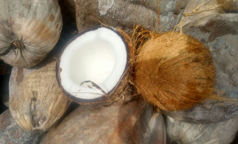 A Grade Solid Brown Matured Coconut, Coconut Size: Medium