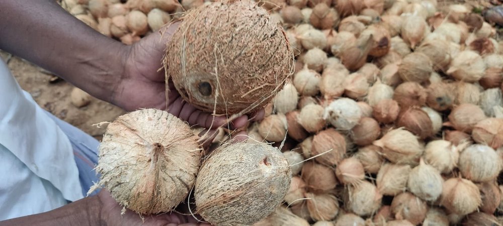 Solid B Grade Husked Coconut, Packaging Size: 25 kg