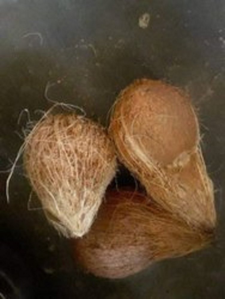 A Grade Solid Fresh Matured Coconut, Coconut Size: Large
