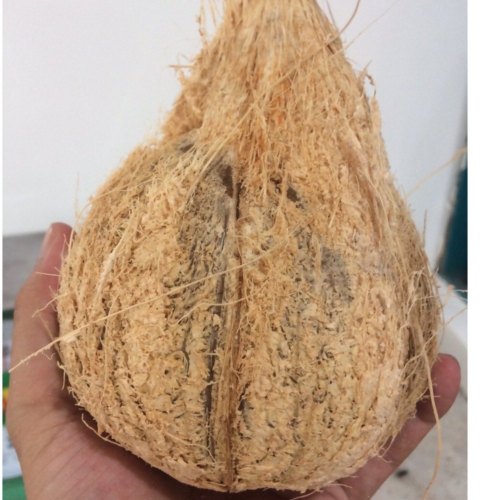 Pollachi Semi Husked Mature Coconut, Packaging Size: 13 kg