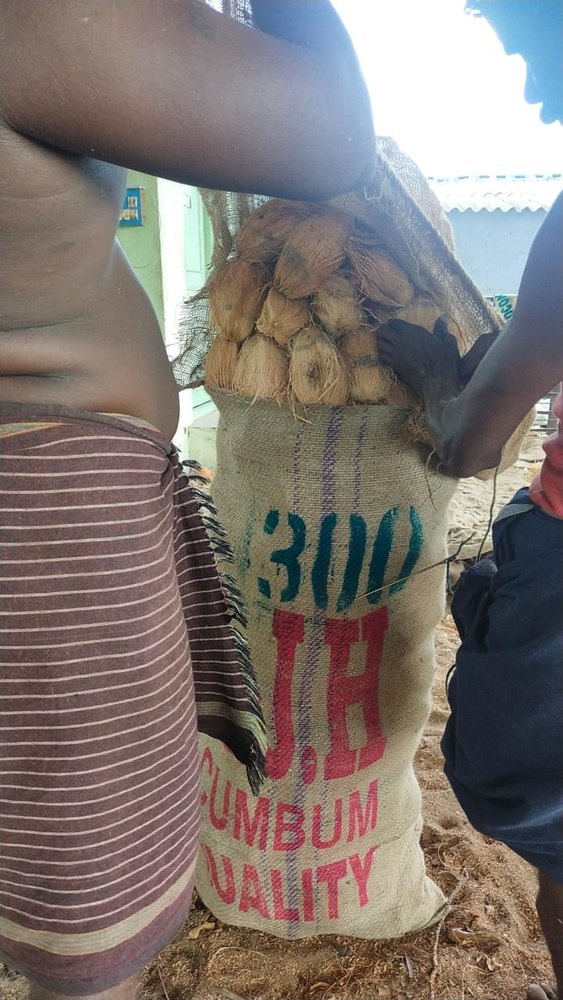 A Grade Pollachi Fresh Husked Mature Coconut, Packaging Size: 50 Kg, Coconut Size: Medium