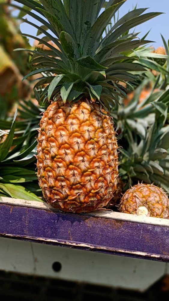 Pineapple, Packaging Size: Standard