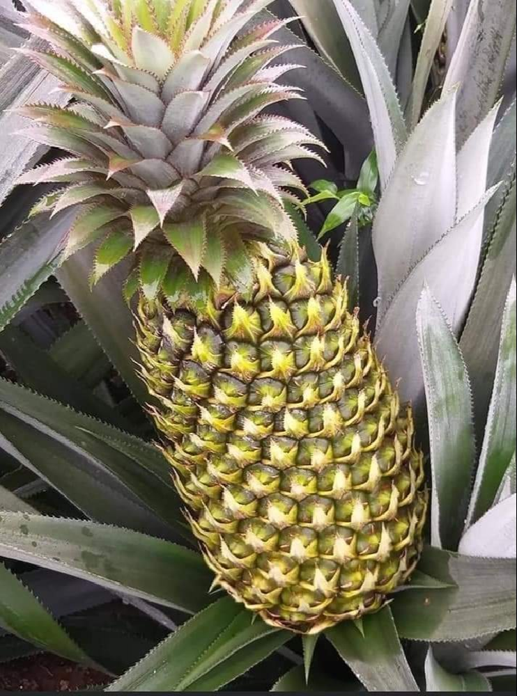 A Grade Fresh Pineapples
