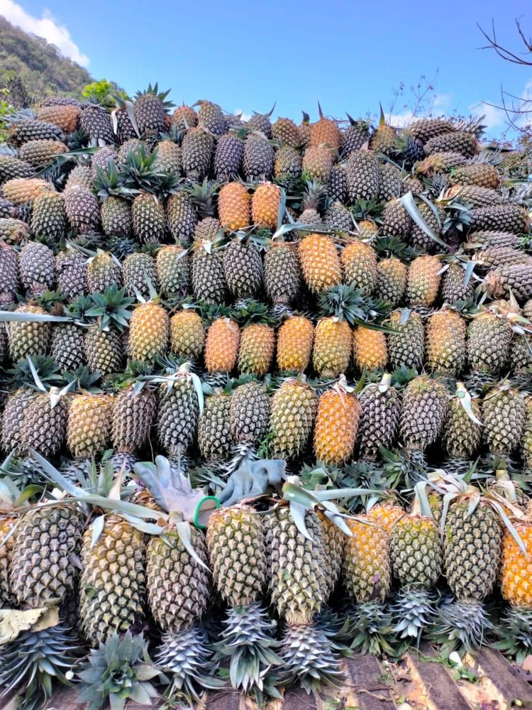 Banana A Grade Pineapple