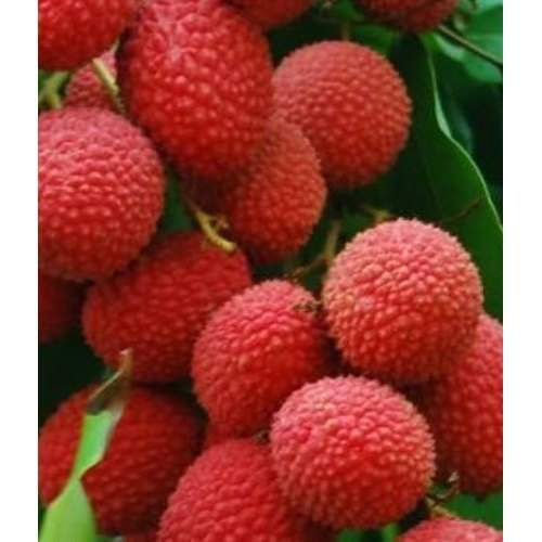 Full Sun Exposure Red Shahi Litchi Plants, For Fruits