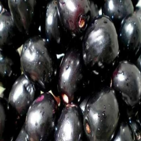 A Grade Jamun Blackberry