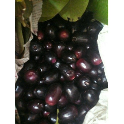 Fresh A Grade Jamun, Packaging Size: 5 Kg