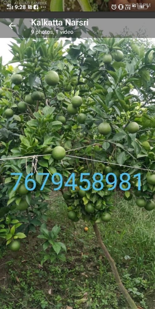 A Grade Pan India Sweet Lemon, Packaging Size: 20 Kg, Packaging Type: Carton