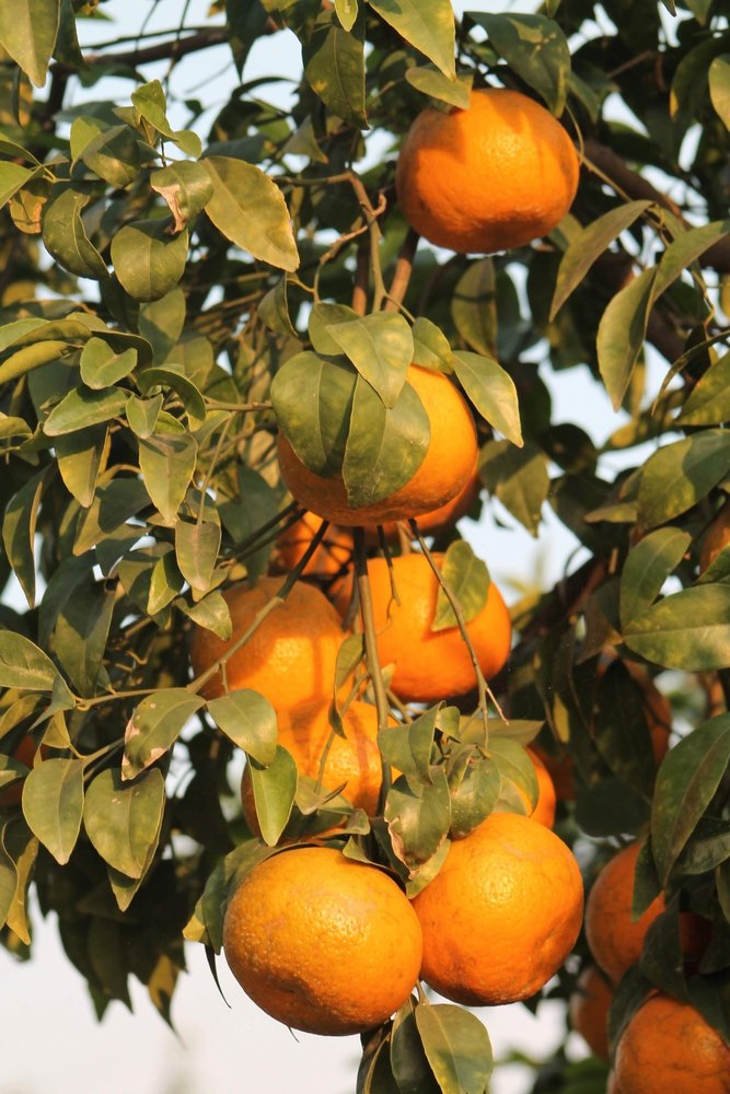 A Grade Punjab Fresh Kinnows, Packaging Size: 20 Kg, Packaging Type: Carton