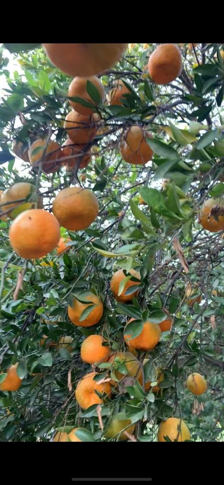 Orange A Grade Kinnow, Packaging Size: 5 Kg, Packaging Type: Carton