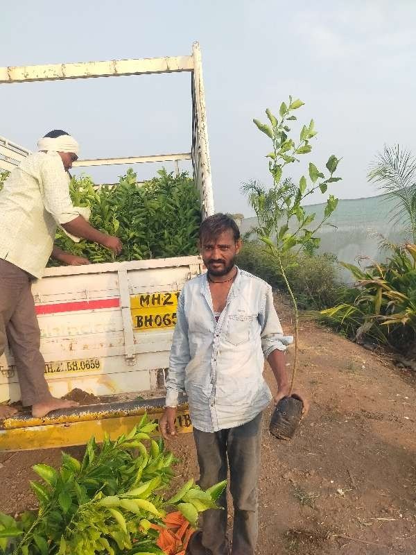 A Grade Maharashtra Sweet lime, Packaging Size: 2 kg, Packaging Type: Plastic Bag
