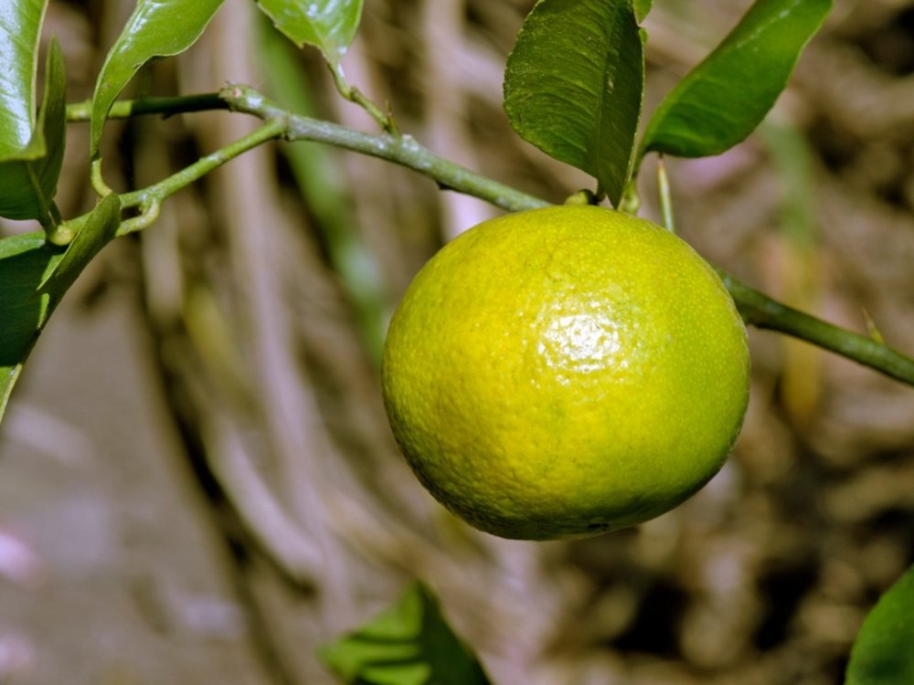 Amla A Grade Fresh Sweet Lime, Packaging Type: Loose