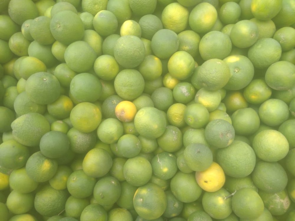 Mosambi Fresh Lime