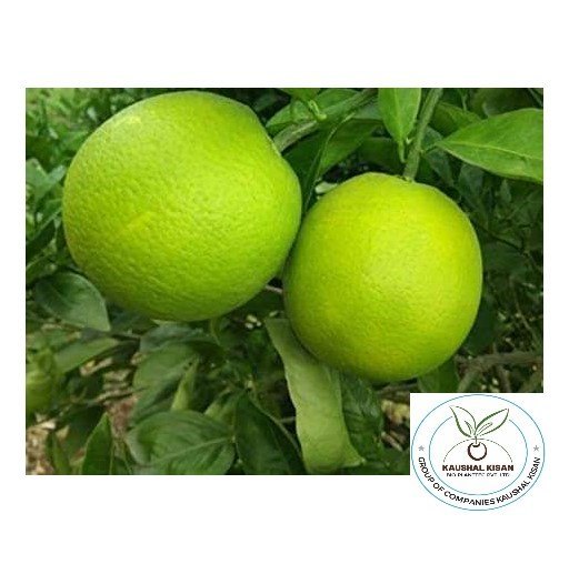 Full Sun Exposure Green New Seller Mosambi Plant, For Fruits