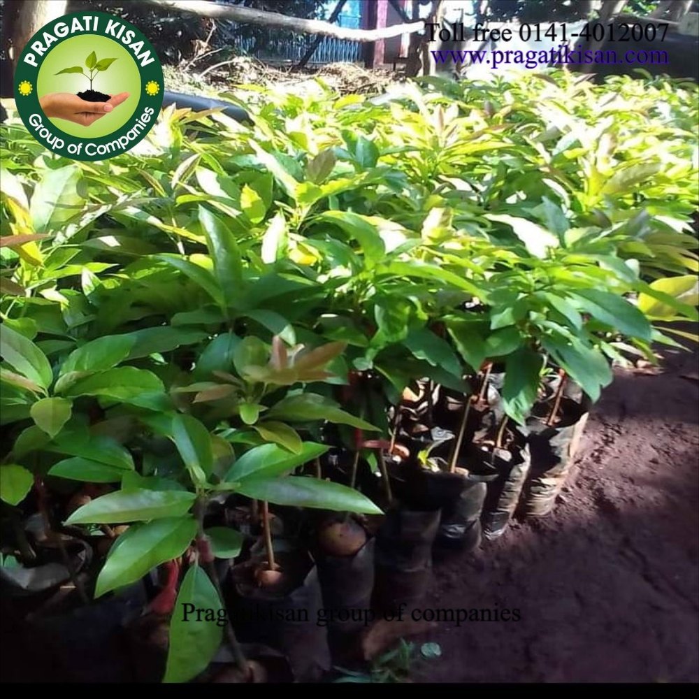 Green Gugli Avocado Fruit Plant