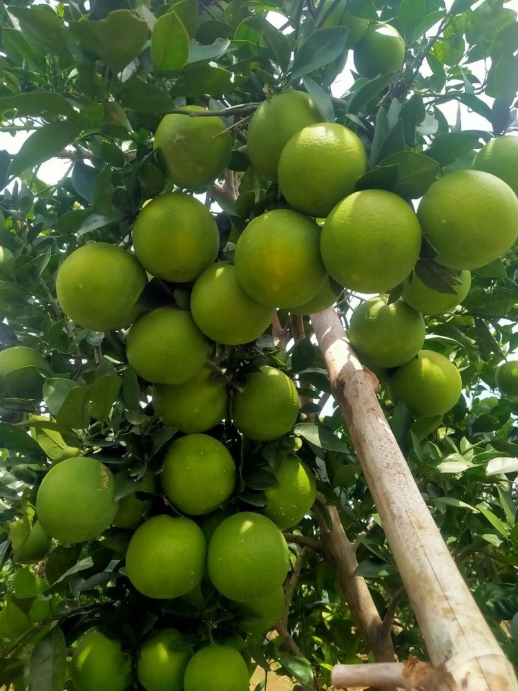 Sweet Lime A Grade Mosambi