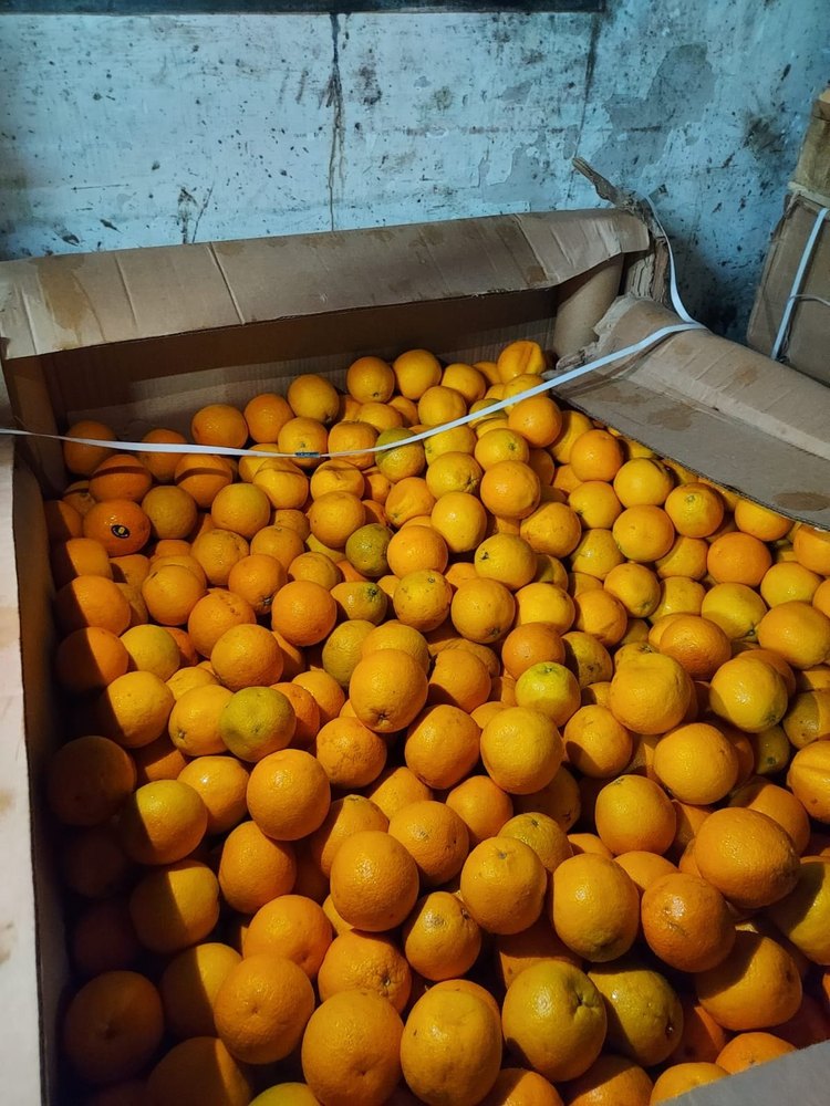Valencia Orange Egypt, Packaging Size: 550 kg, Packaging Type: Carton