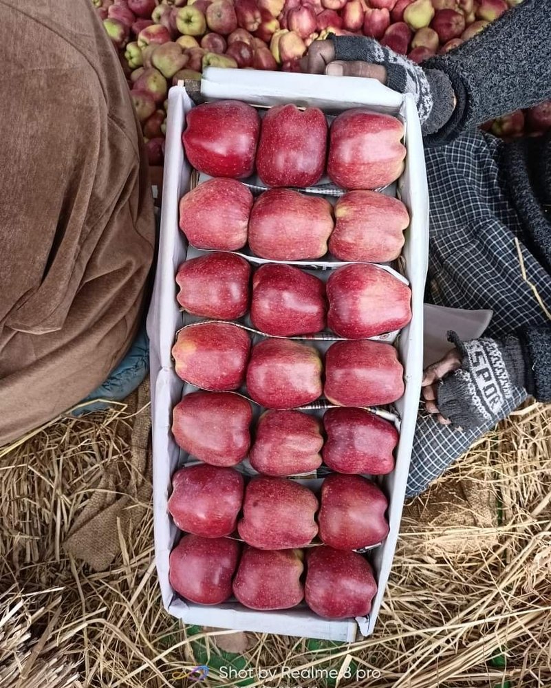 A Grade Kashmiri Red Delicious Apples, Packaging Size: 20 Kg, Packaging Type: Wood Box