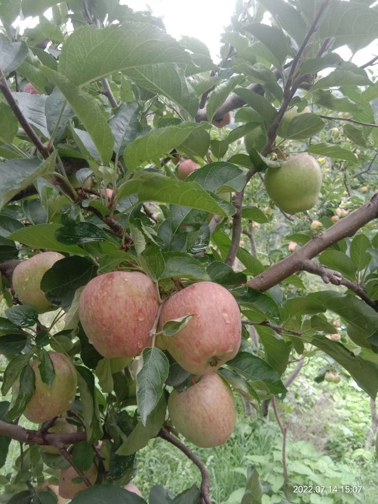 A Grade Fresh Organic Apple, Packaging Type: Carton