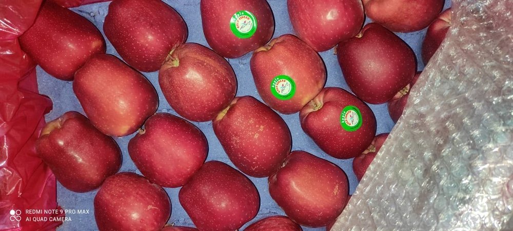 A Grade Egypt Fresh Apple, Packaging Size: 10 Kg, Packaging Type: Wood Box