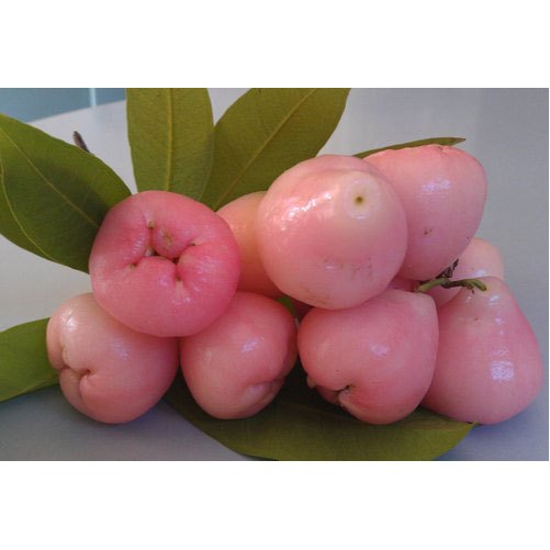 A Grade Organic Fresh Rose Apple, Packaging Size: 5kg, 10kg, Packaging Type: Carton