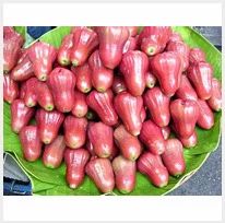 Rose Apple