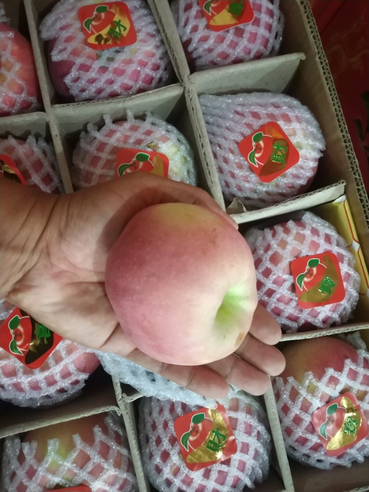China Fuji Apple, China, Packaging Type: Carton