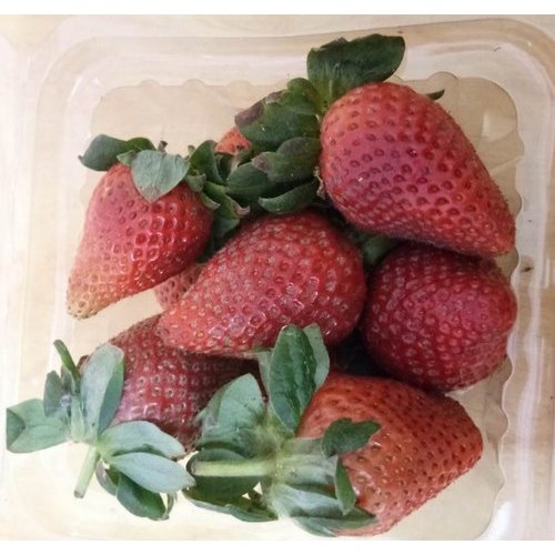 A Grade Fresh Strawberry, Packaging Type: Carton, Packaging Size: 5 Kg