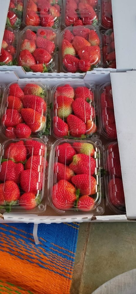 A Grade Fresh Strawberry, Packaging Size: panet